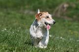 JACK RUSSEL 137